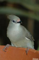 Urocolius macrourus
