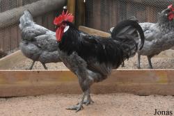 Poule andalouse