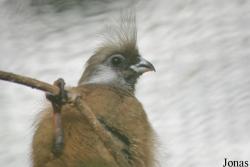 Coliiformes