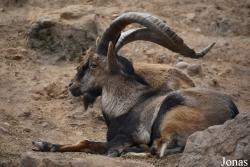 Zoo Córdoba