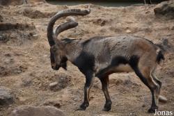 Zoo Córdoba