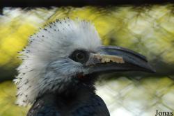 Horizocerus albocristatus