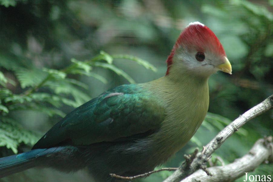 Vogelpark Walsrode