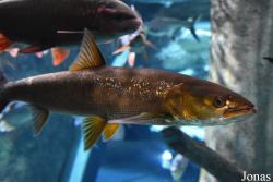 Elopichthys bambusa