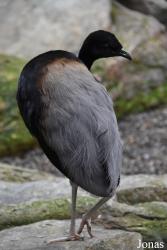 BioDomo