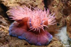 Aquarium Costa de Almería