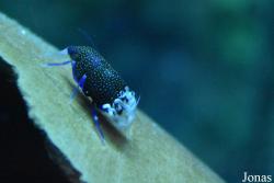 Gnathophyllidae