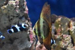 Aquarium Costa de Almería