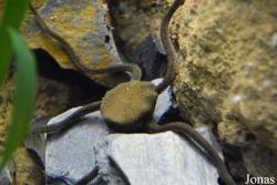 Ophiuroidea non identifié