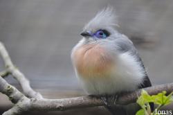 Phaenicophaeinae