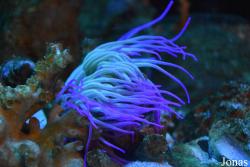 Acuario Almuñécar