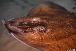 Raja undulata