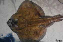 Acuario Almuñécar
