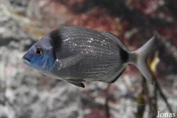 Acuario Almuñécar