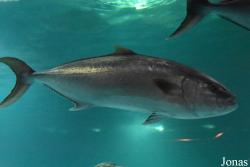 Acuario Almuñécar