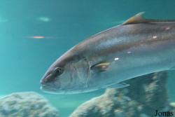 Acuario Almuñécar