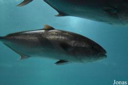Acuario Almuñécar