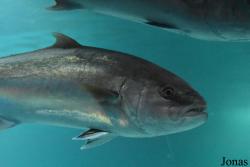 Acuario Almuñécar