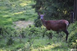 Wildgehege Freudenstadt