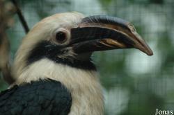 Penelopides samarensis