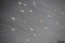 Gerridae
