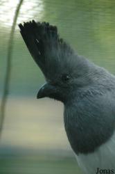 Vogelpark Walsrode