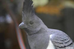 Corythaixoides leucogaster