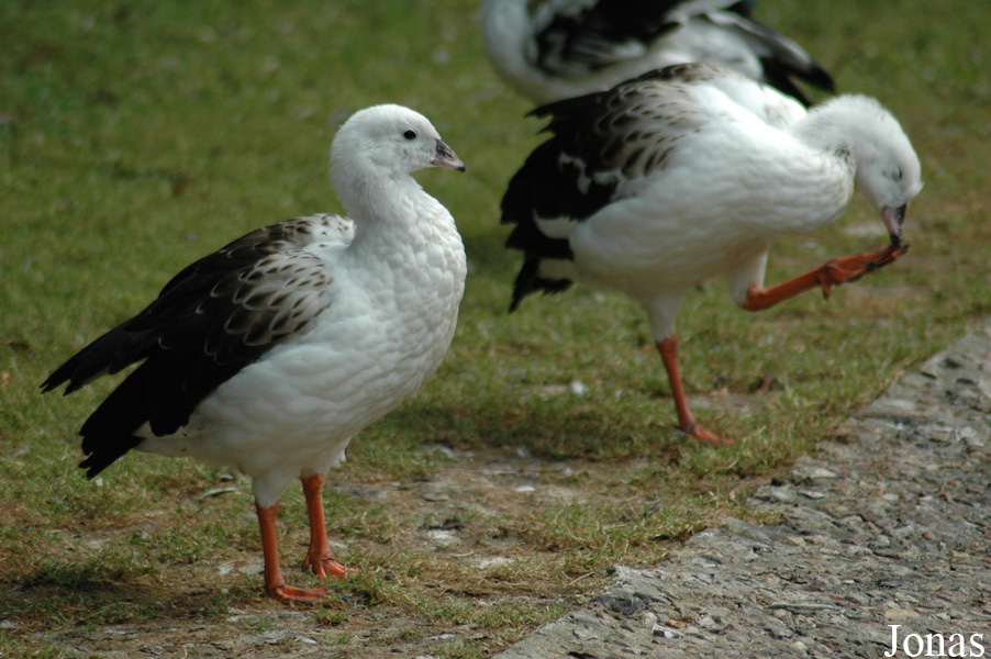 Vogelpark Walsrode