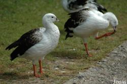 Vogelpark Walsrode