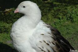 Chloephaga melanoptera