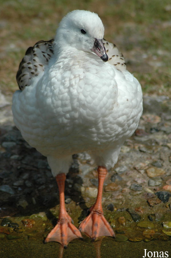 Vogelpark Walsrode