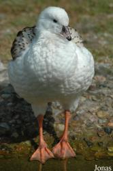 Vogelpark Walsrode