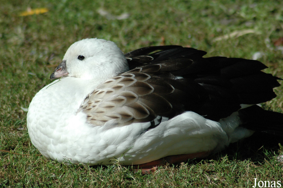 Vogelpark Walsrode