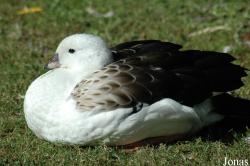 Vogelpark Walsrode