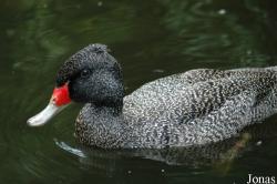 Stictonetta naevosa