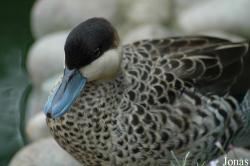 Vogelpark Walsrode