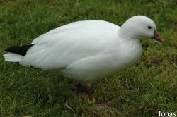 Vogelpark Walsrode