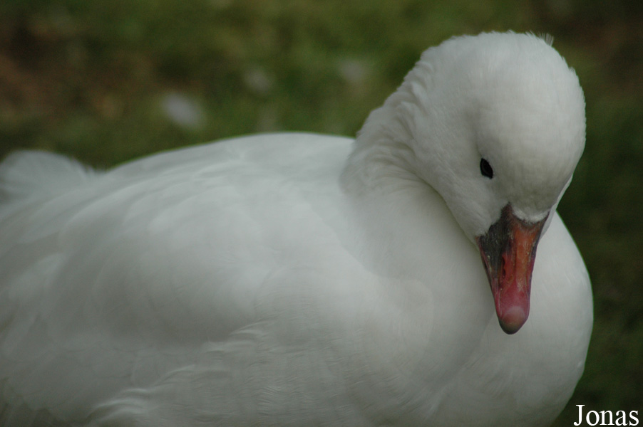 Vogelpark Walsrode