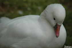 Vogelpark Walsrode