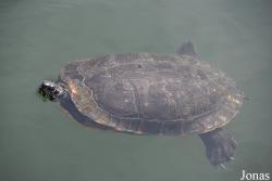 Trachemys scripta troostii