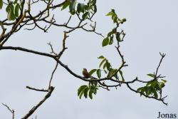 Emberiza cirlus