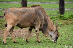 Parc Animalier de Bouillon