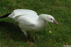 Vogelpark Walsrode