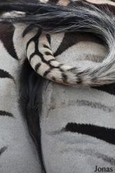 Parc Animalier de Bouillon