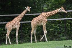 Parc Animalier de Bouillon