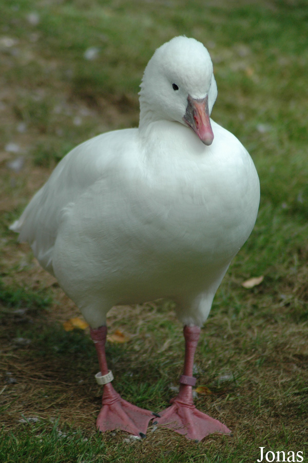 Vogelpark Walsrode
