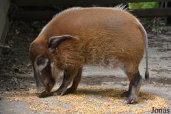 Parc Animalier de Bouillon