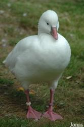 Vogelpark Walsrode
