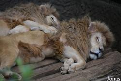 Parc Animalier de Bouillon