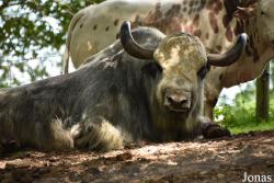 Parc Animalier de Bouillon